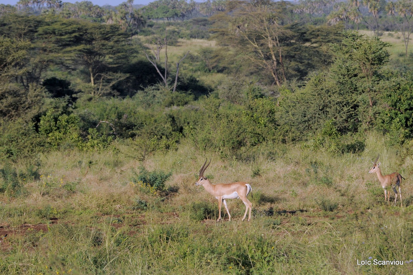 Gazelle de Grant/Grant's Gazelle (1)