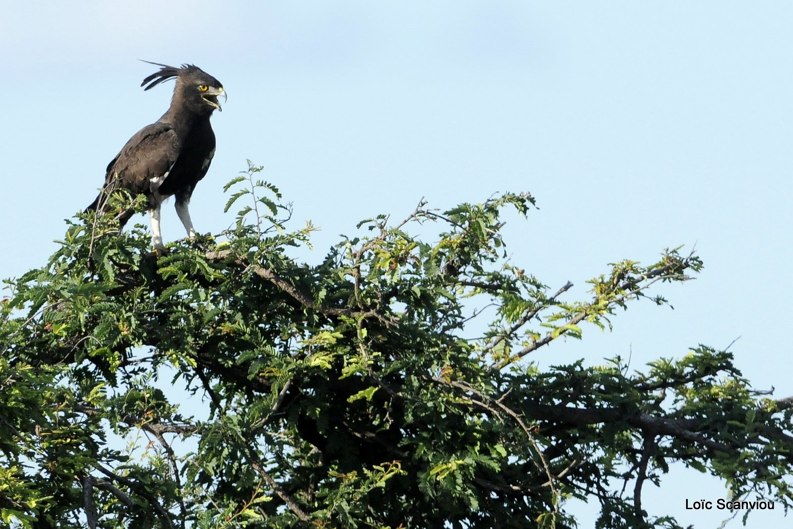 Aigle huppard/Long-crested Eagle (1)