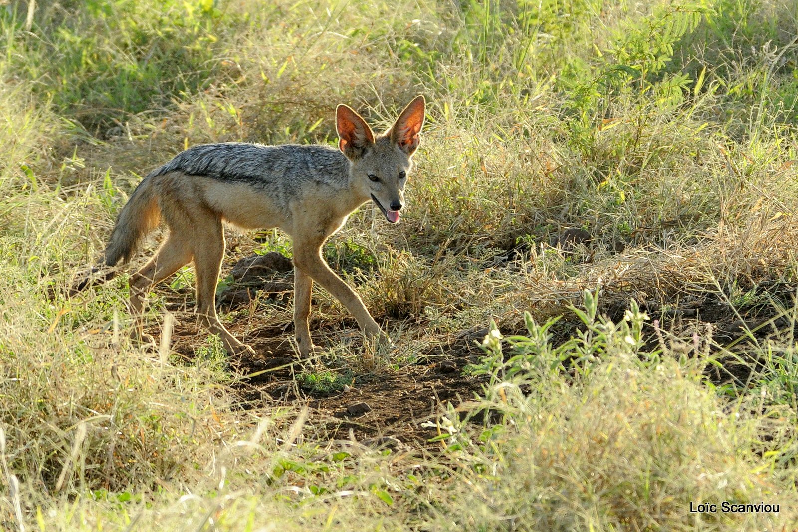 Chacal à chabraque/Black-backed Jackal (1)