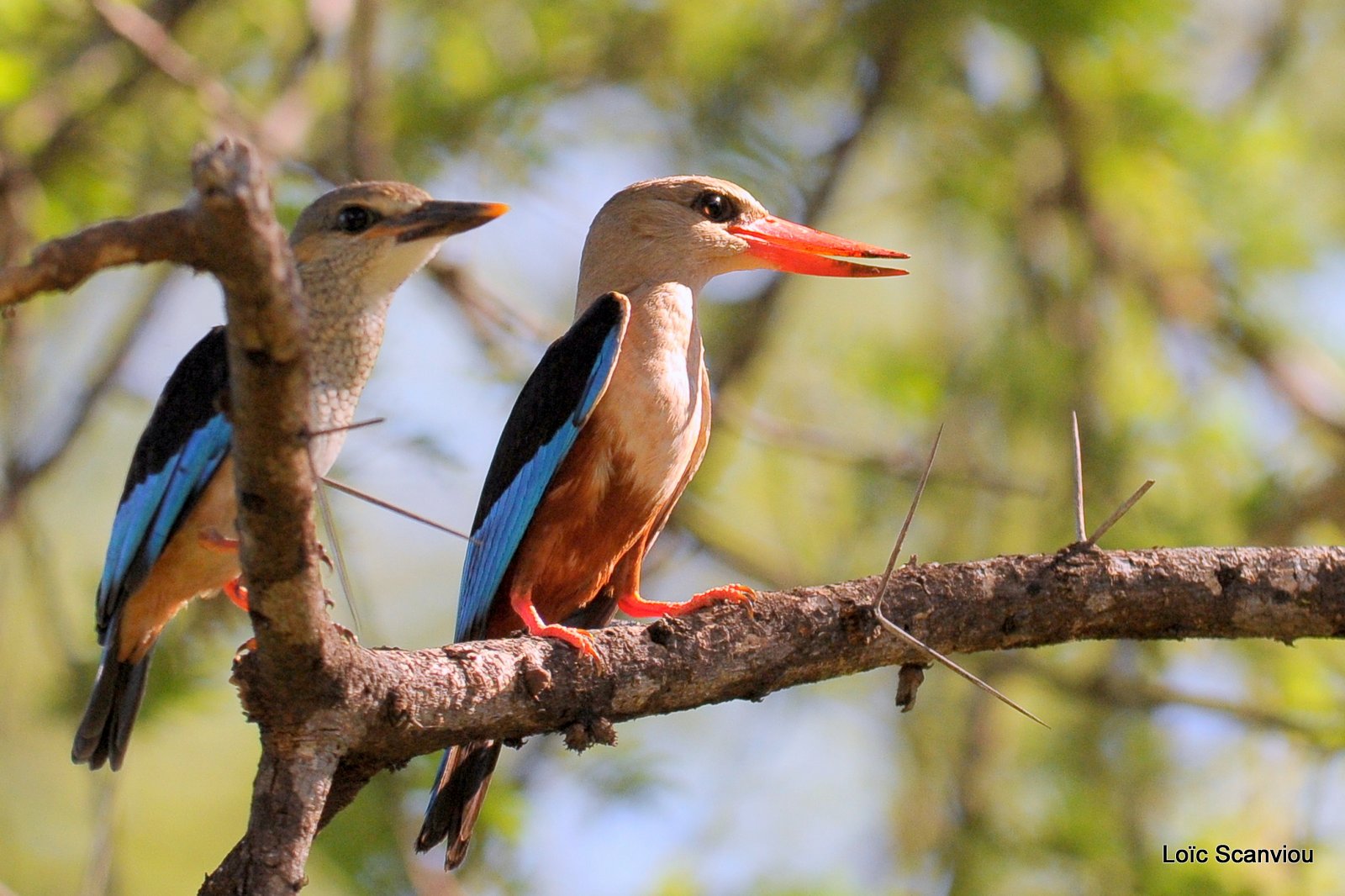 Martin-chasseur à tête grise/Grey-headed Kingfisher (1)