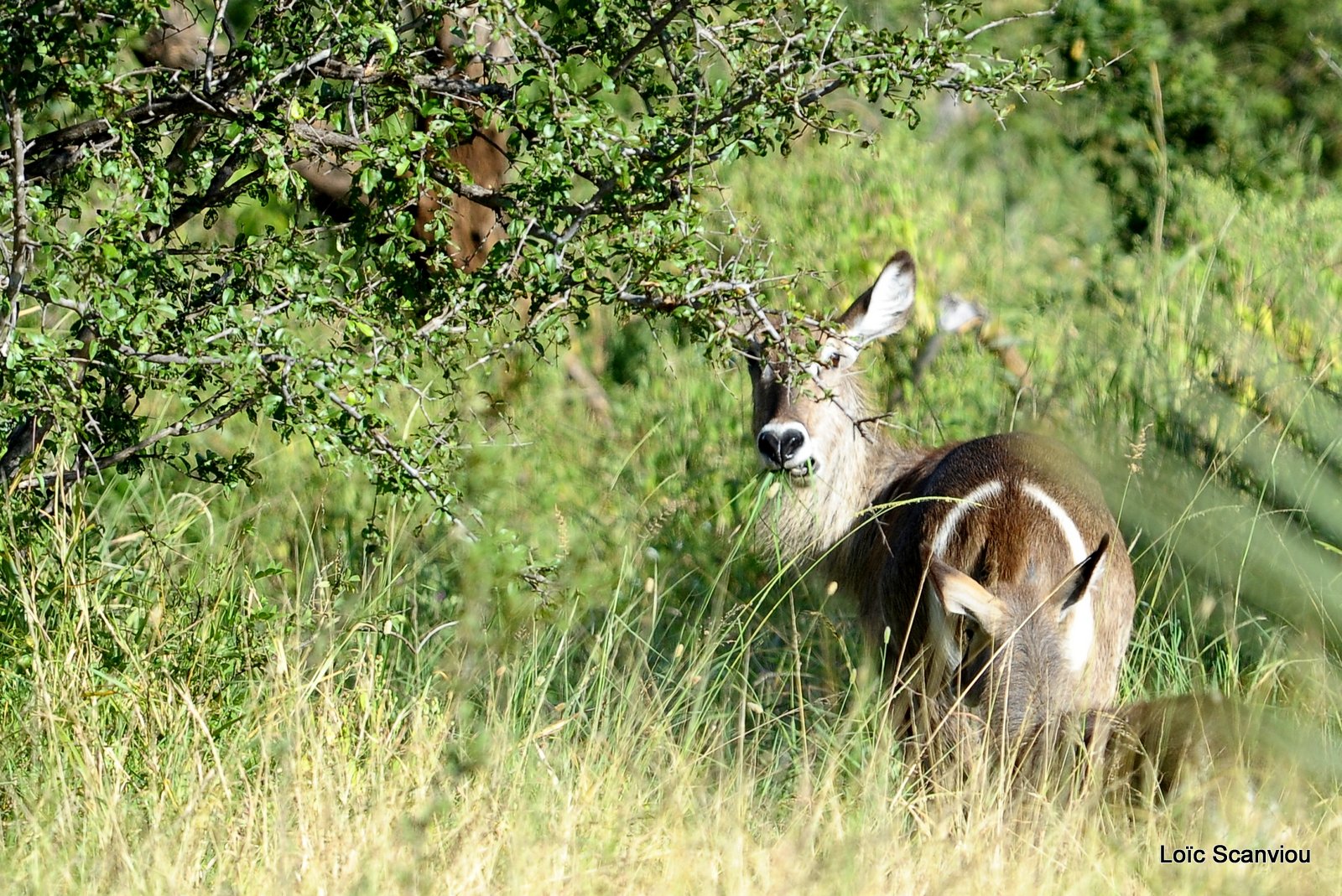 Cobe à croissant/Waterbuck (2) 
