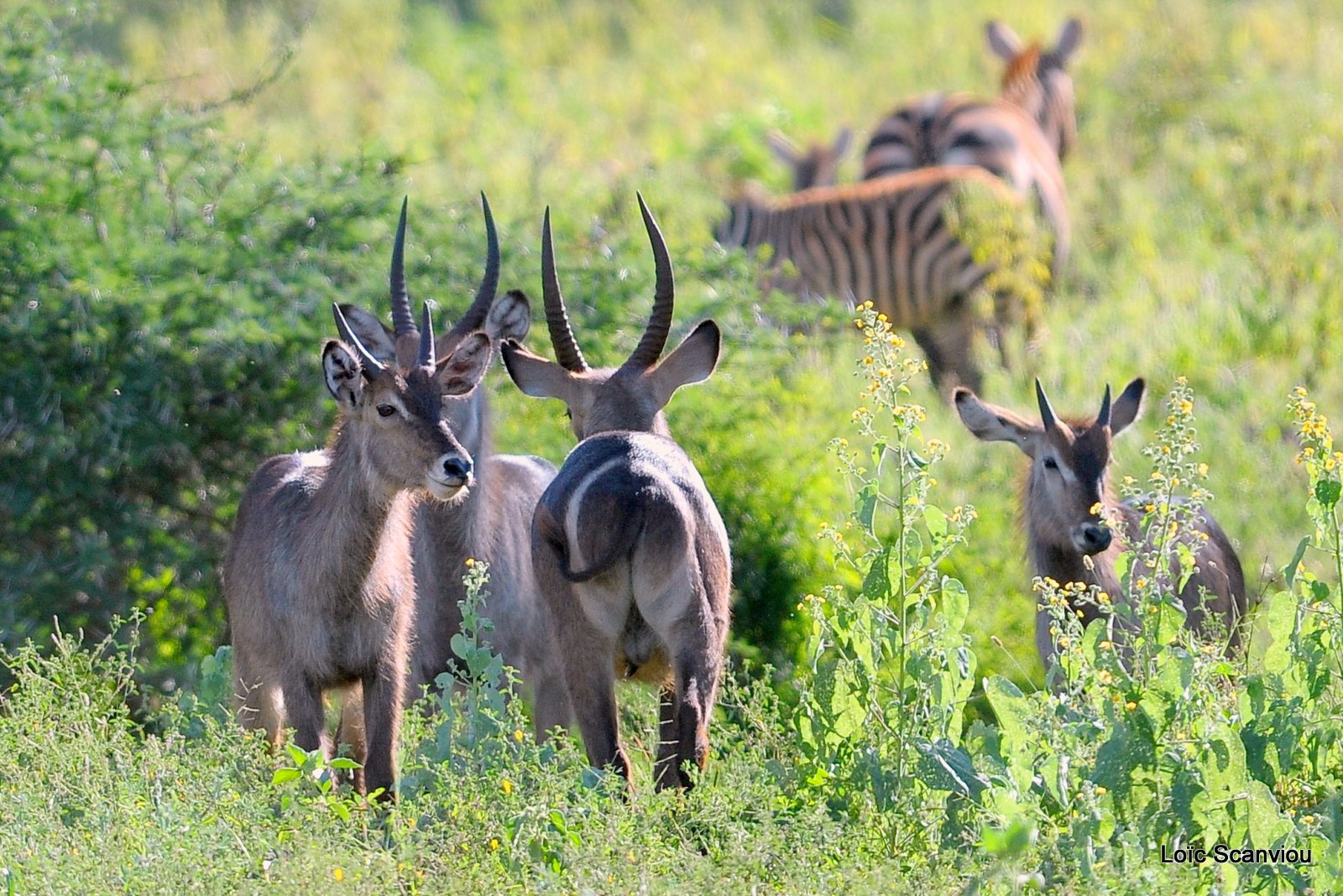 Cobe à croissant/Waterbuck (3)