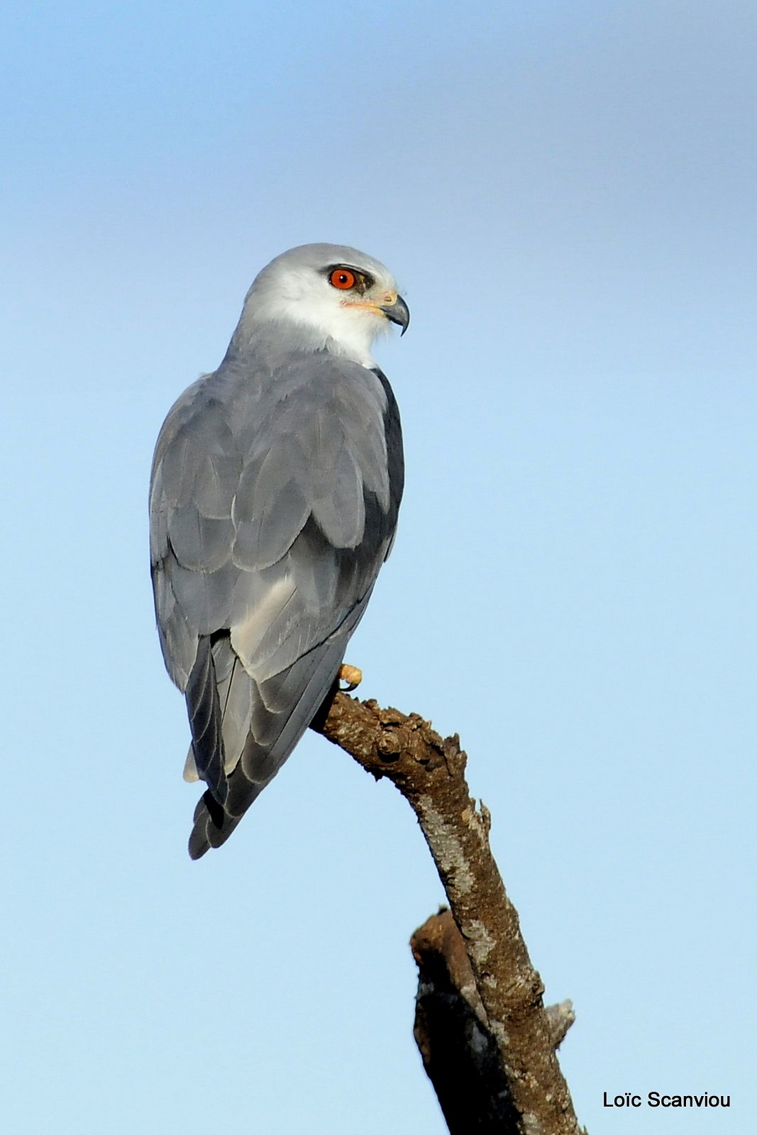 Elanion blanc/Black-shouldered Kite (1)