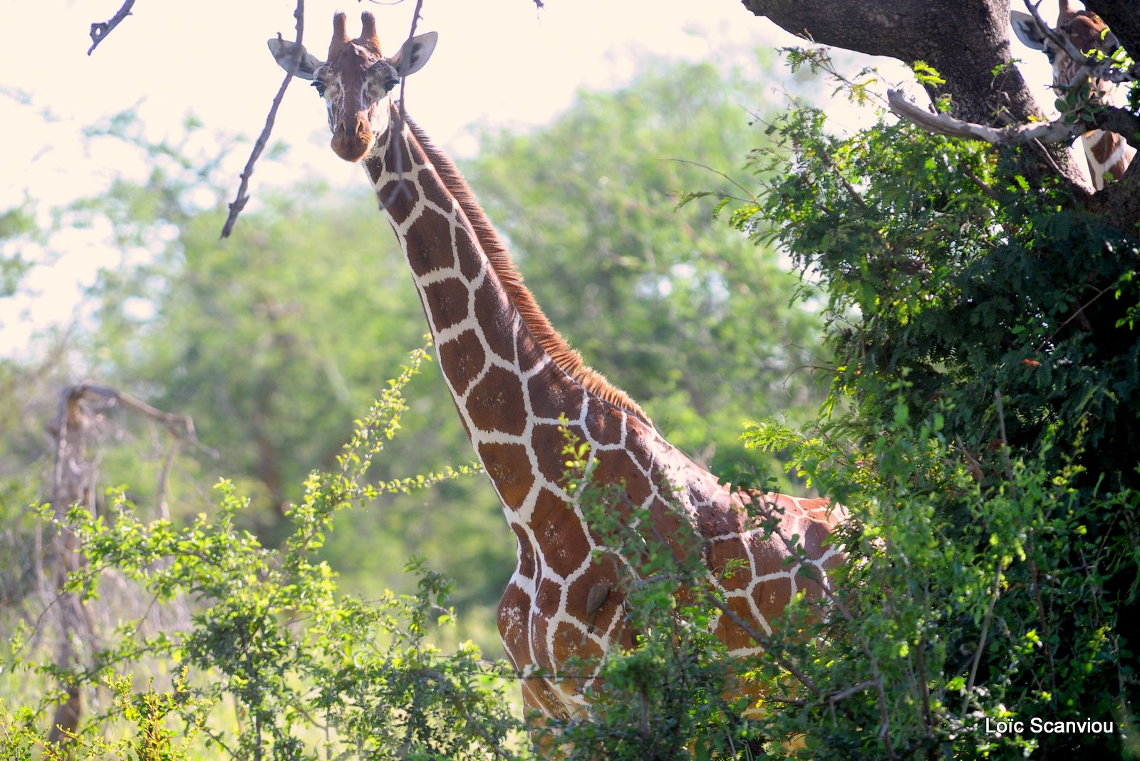 Girafe/Giraffe (4)
