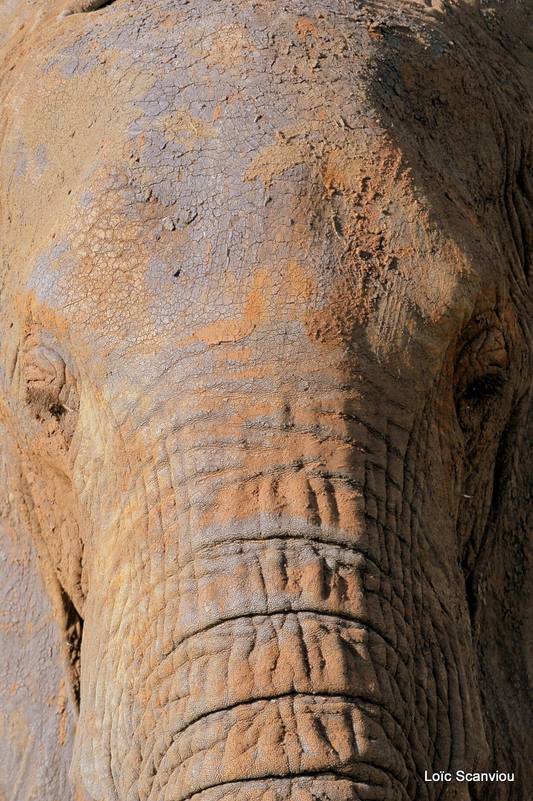 Eléphant (2)