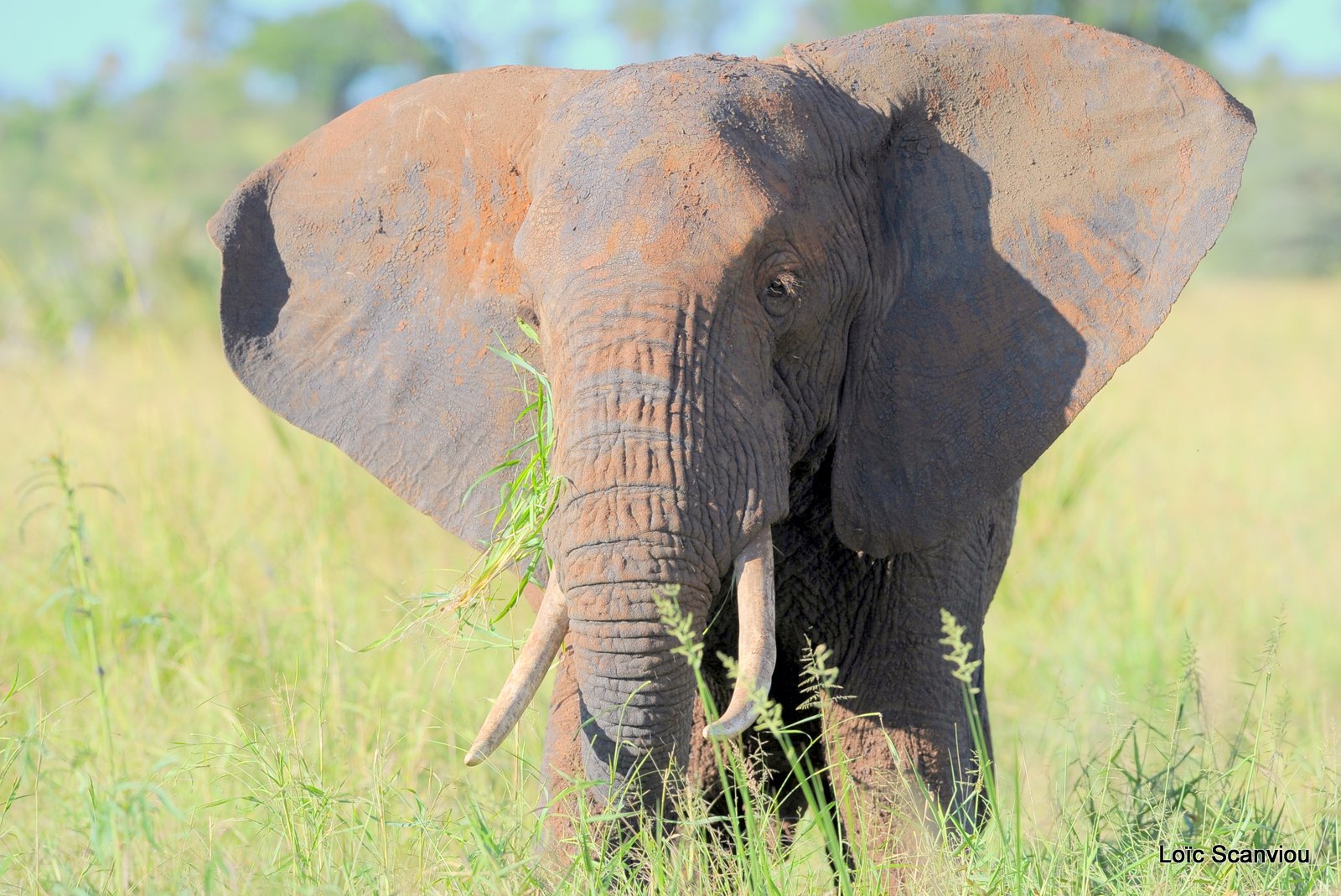 Eléphant (3)