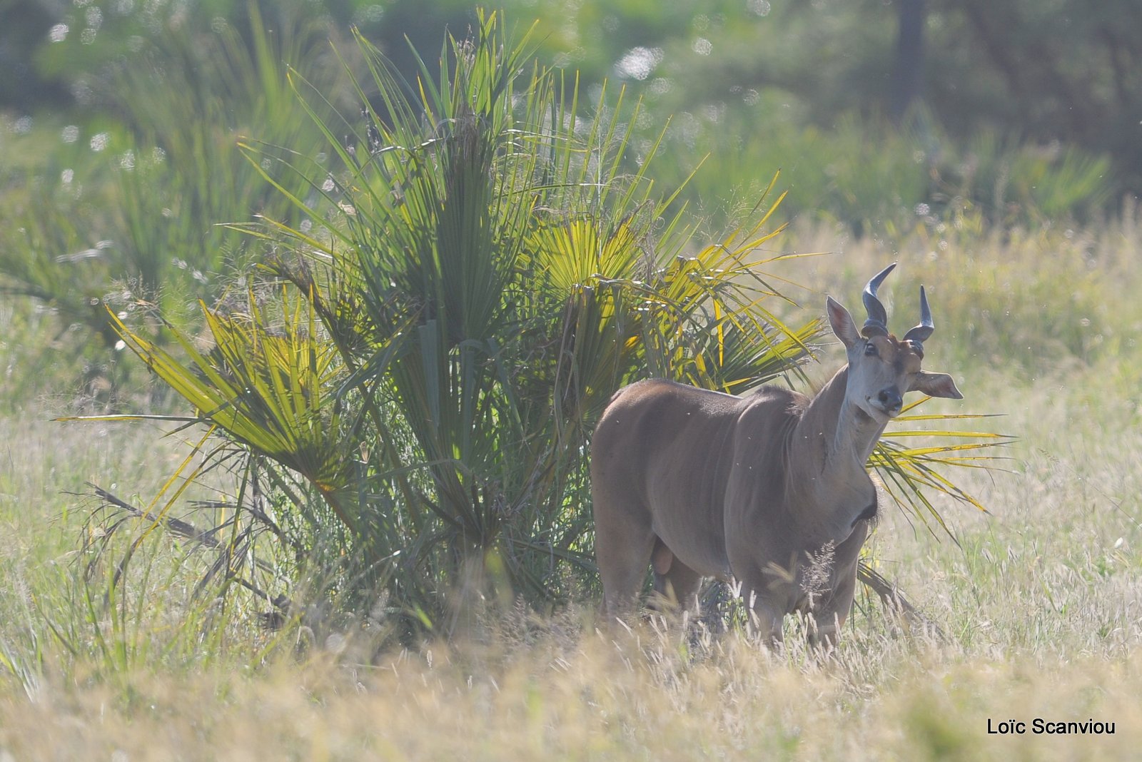 Eland du Cap/Cape Eland (1)