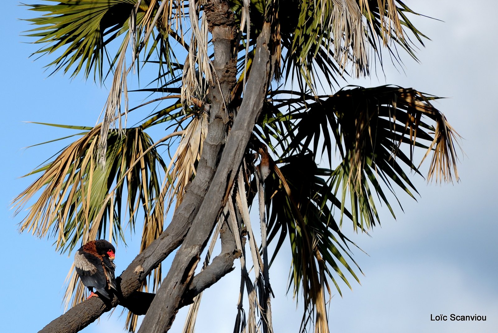 Aigle bateleur/Bateleur Eagle (2)