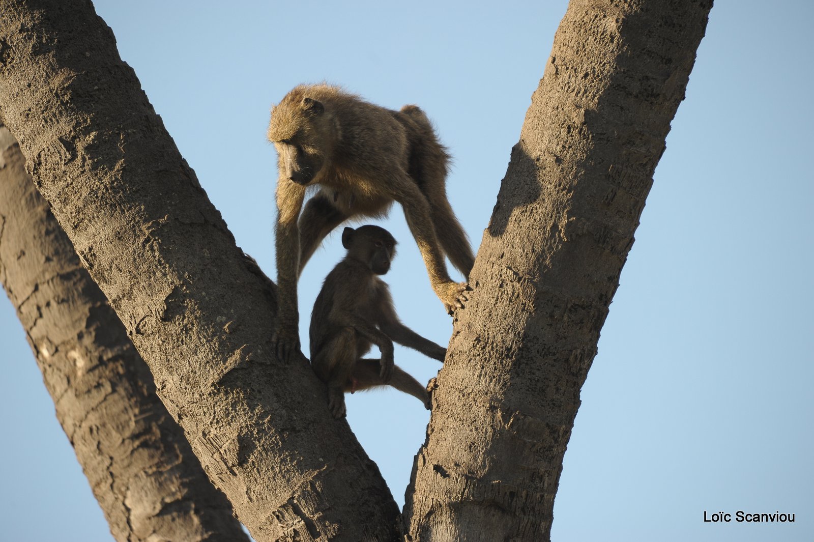 Babouin/Baboon (1)
