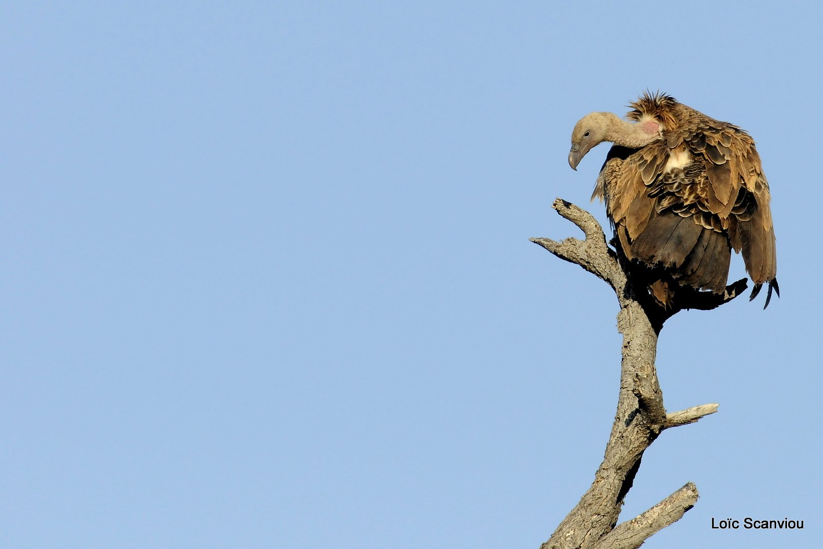 Vautour africain/African White-backed Vulture (1)