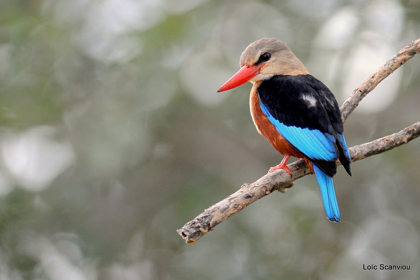 Martin-chasseur à tête grise/Grey-headed Kingfisher (2)