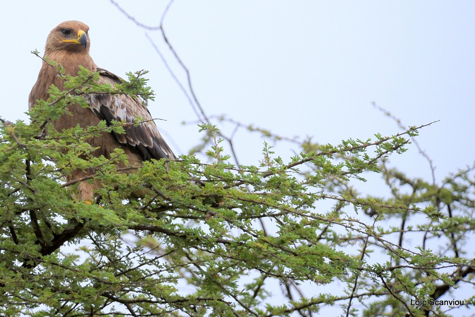 Aigle ravisseur/Tawny Eagle (1)
