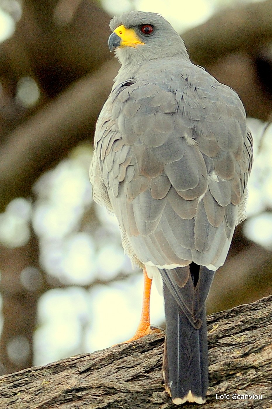 Autour/Goshawk (1)