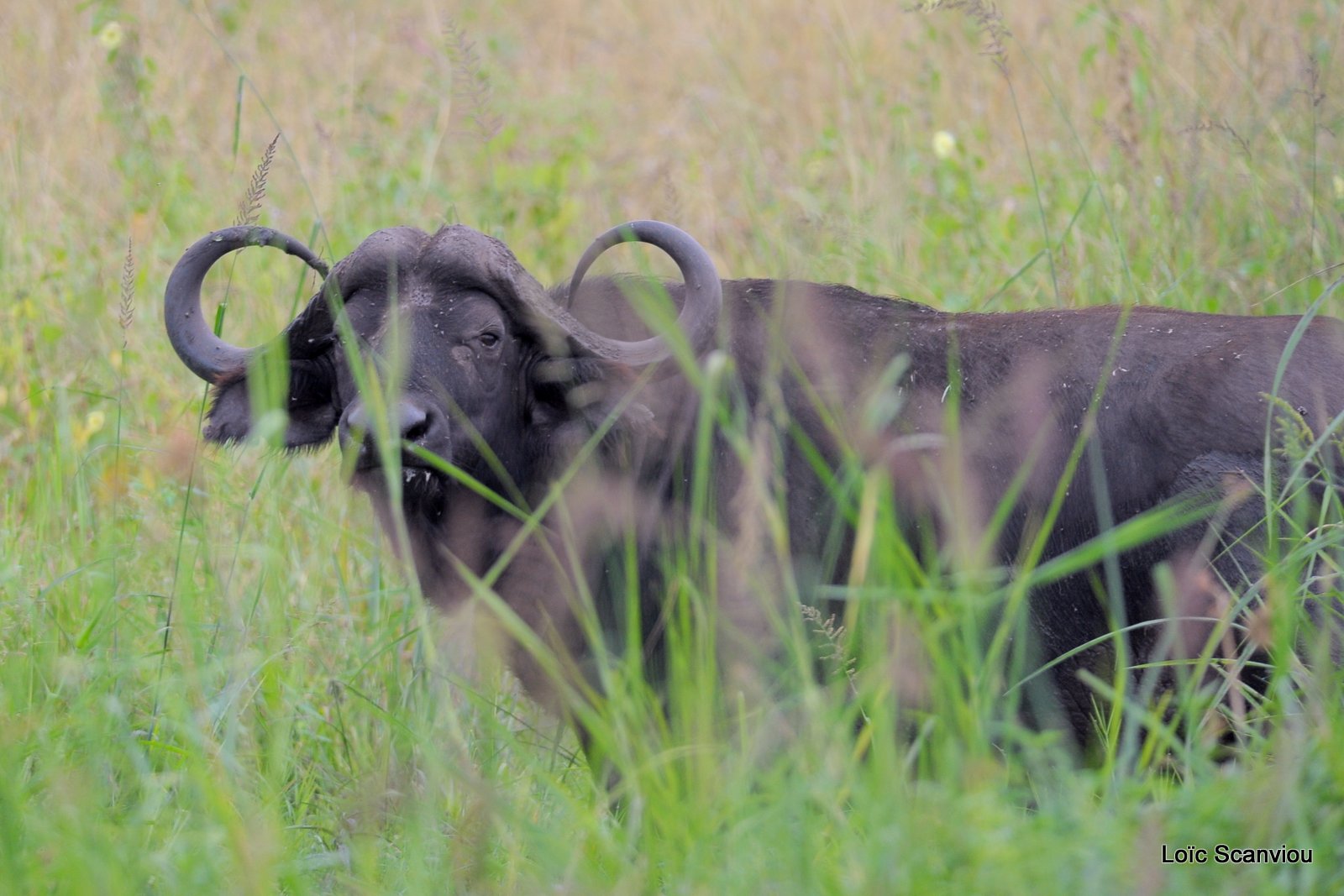 Buffle du Cap/Cape Buffalo (1)
