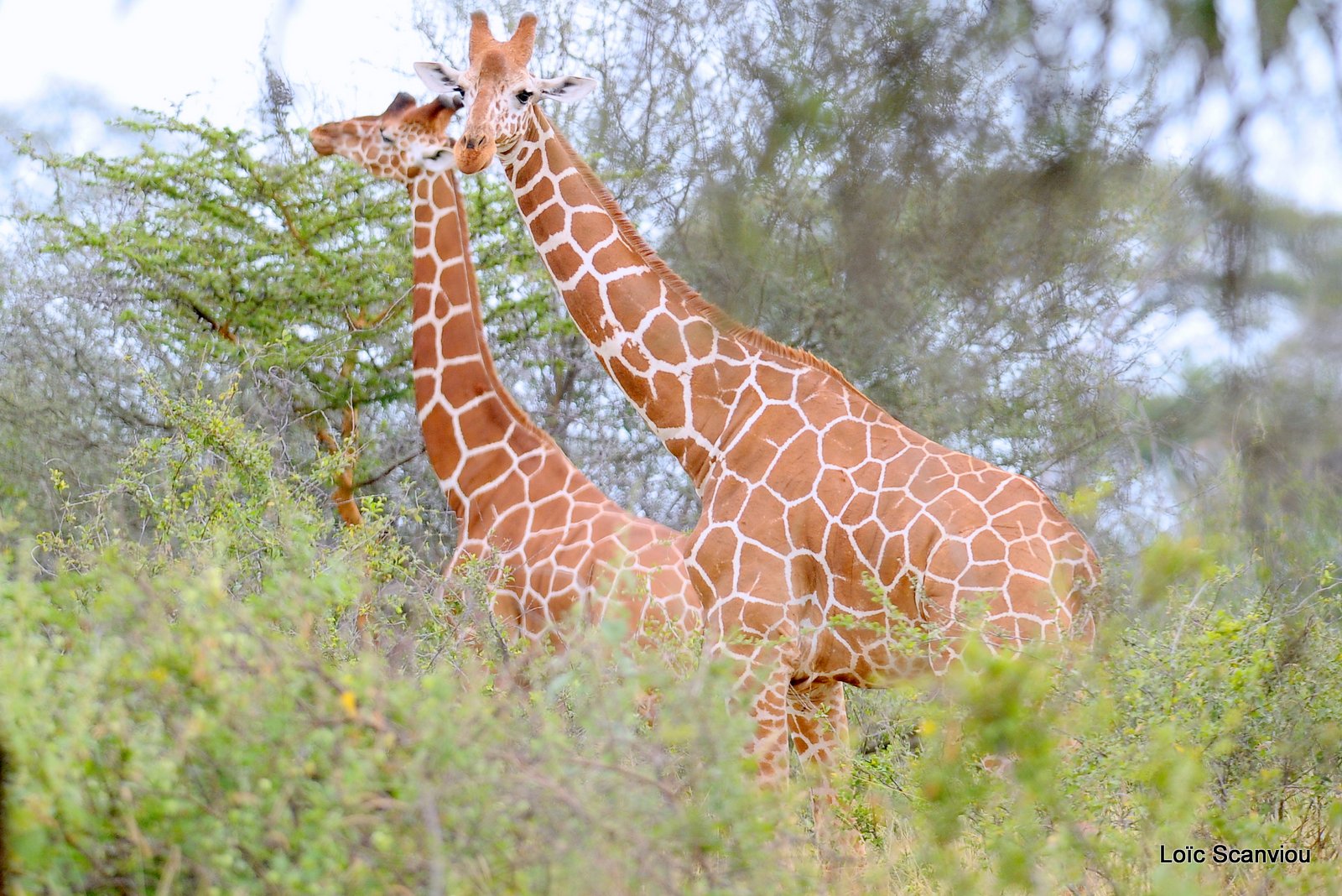 Girafe réticulée/Reticulated Giraffe (6)