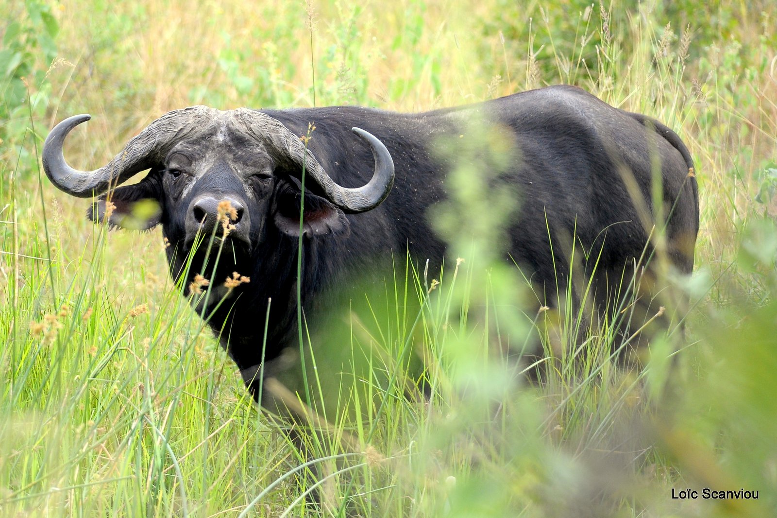Buffle du Cap/Cape Buffalo (2)