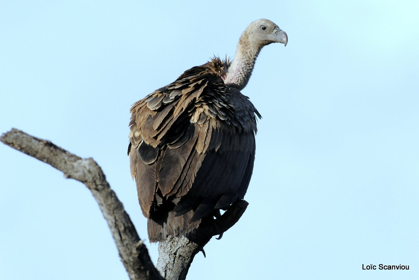 Vautour africain/African White-backed Vulture (2)