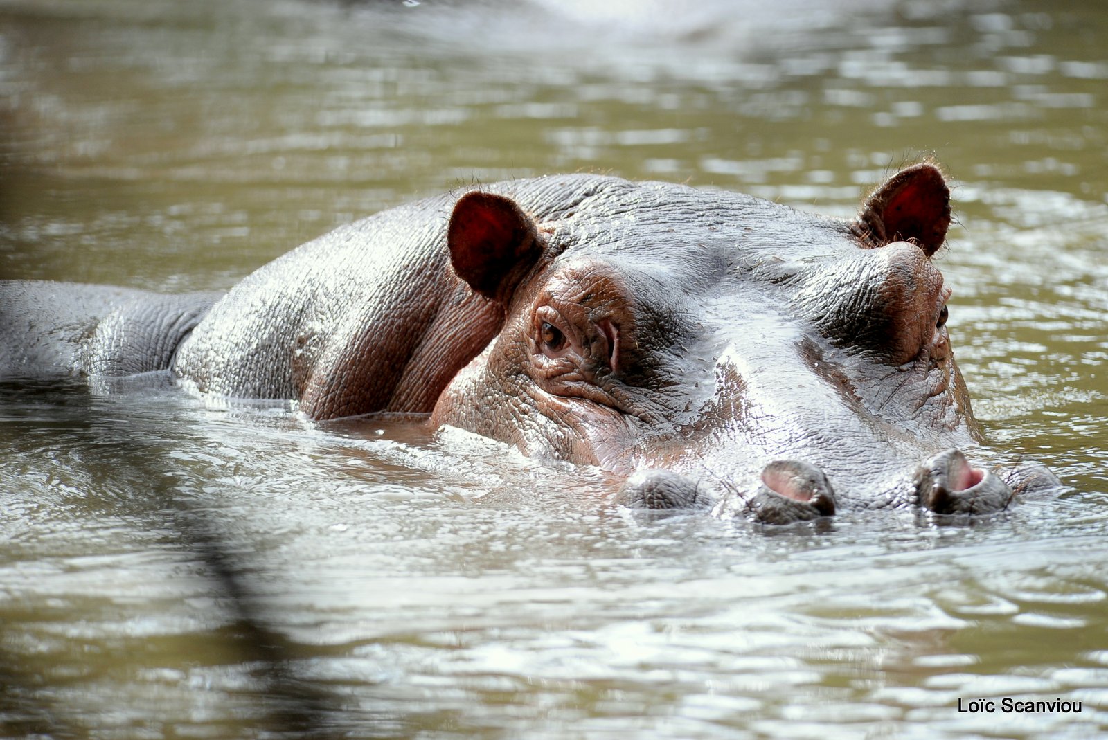 Hippopotame/Hippopotamus (5)
