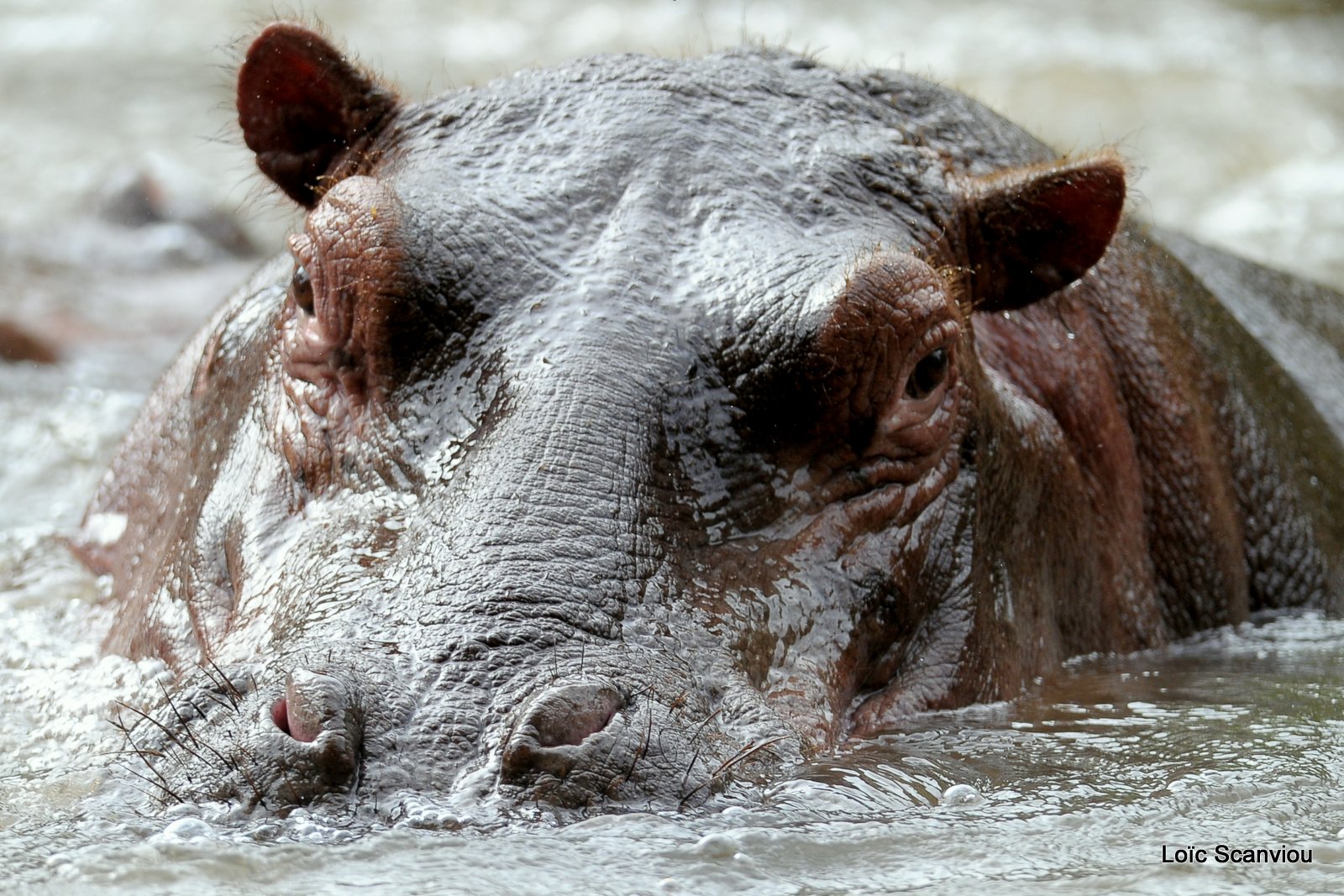Hippopotame/Hippopotamus( 6)