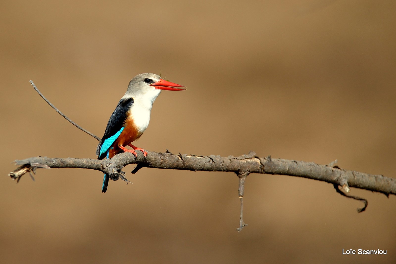 Martin-chasseur à tête grise/Grey-headed Kingfisher (3)