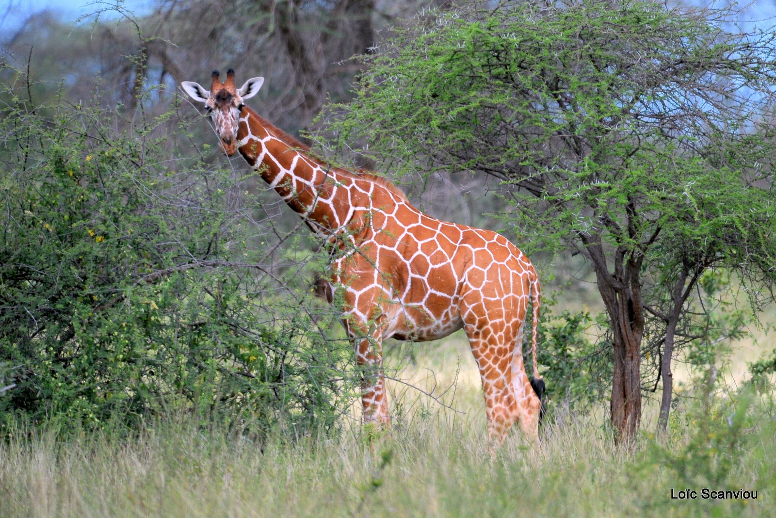 Girafe réticulée/Reticulated Giraffe (7)