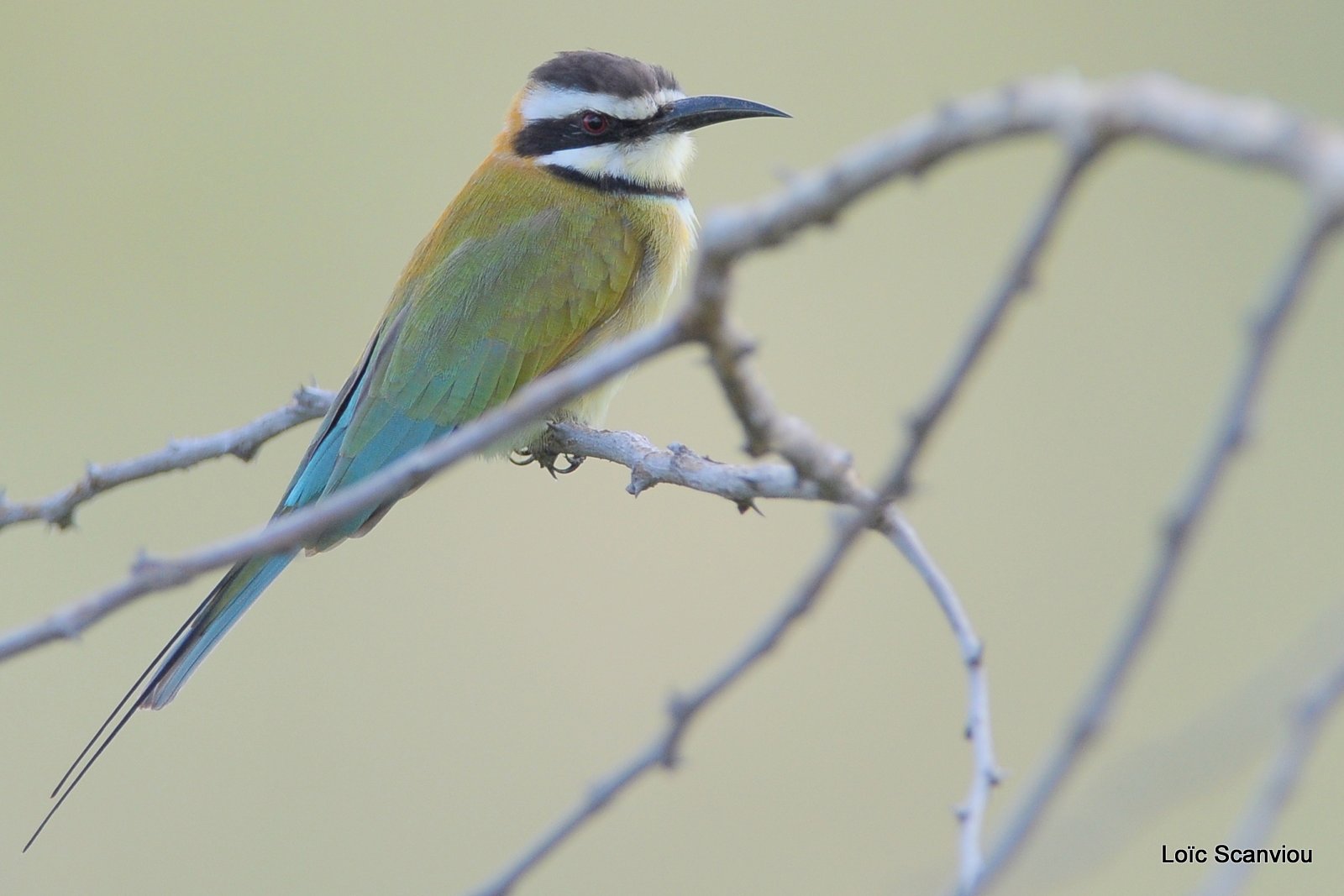 Guêpier à gorge blanche/White-throated Bee-eater (2)