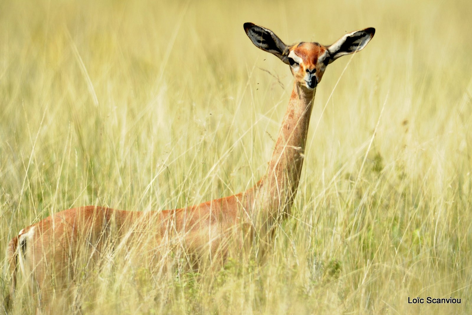 Gazelle de Waller/Gerenuk (1)