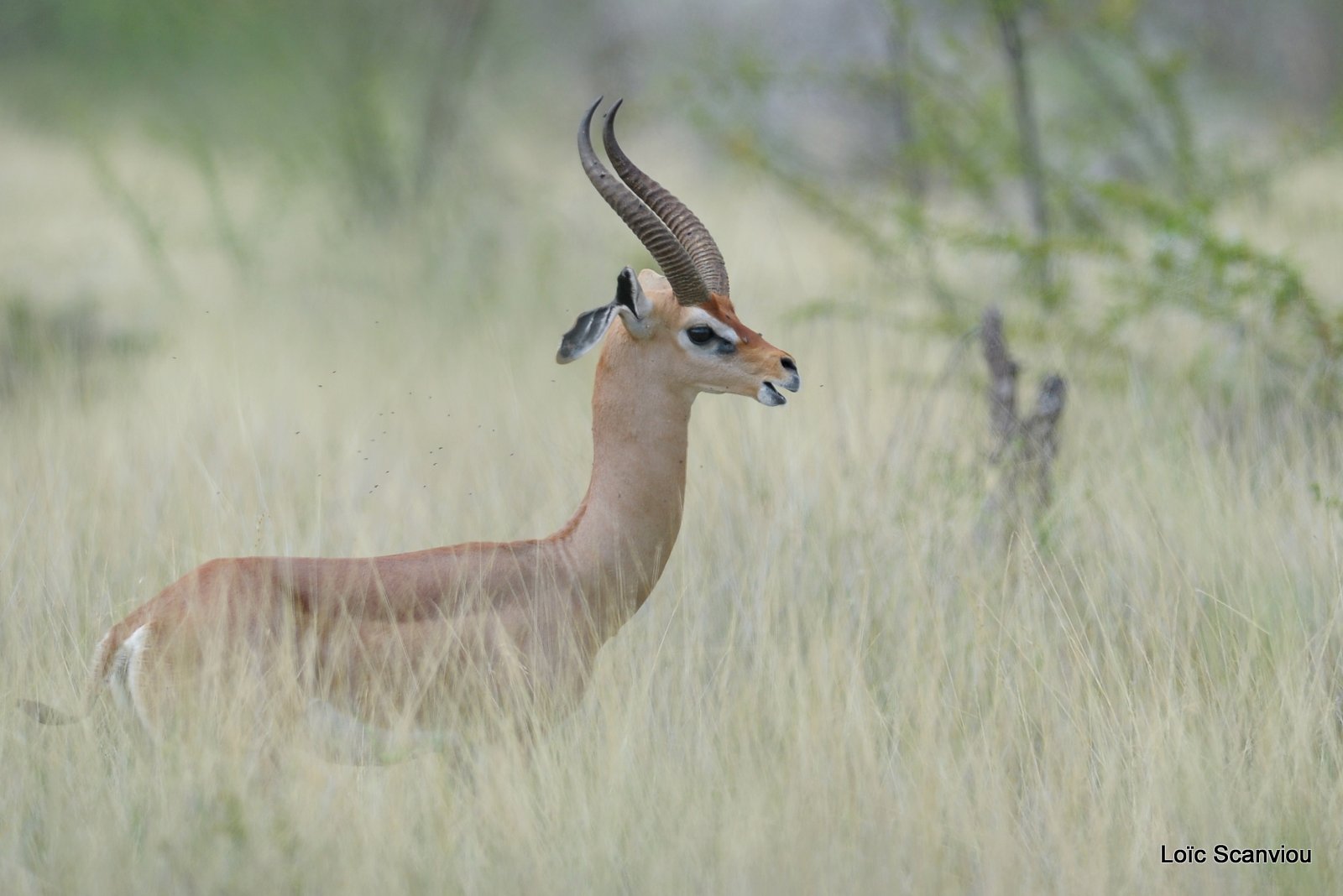 Gazelle de Waller/Gerenuk (2)