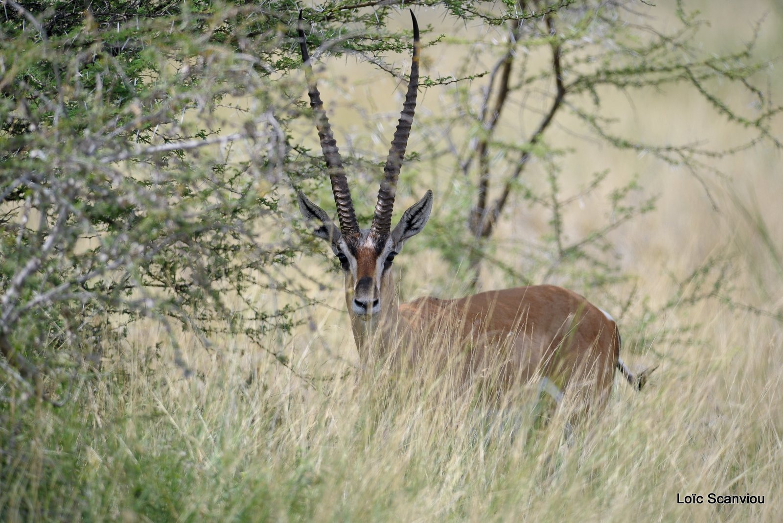 Gazelle de Grant/Grant's Gazelle (3)