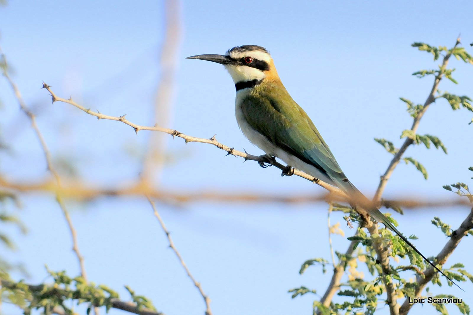 Guêpier à gorge blanche/White-throated Bee-eater (1)