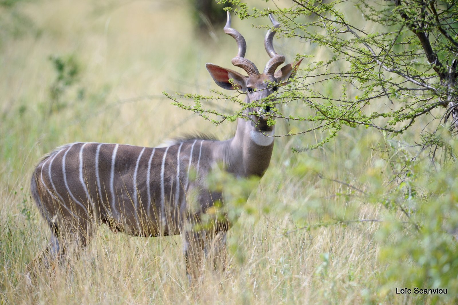 Petit Koudou/Lesser Kudu  (2)