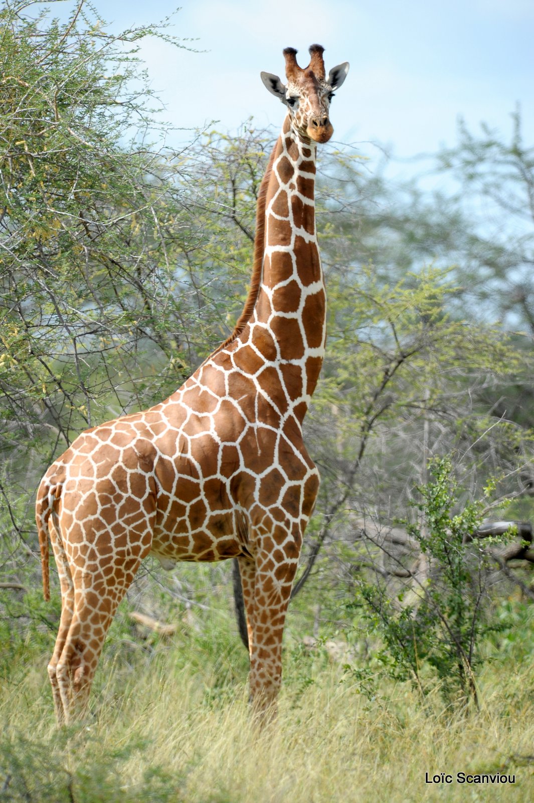 Girafe/Giraffe (9)
