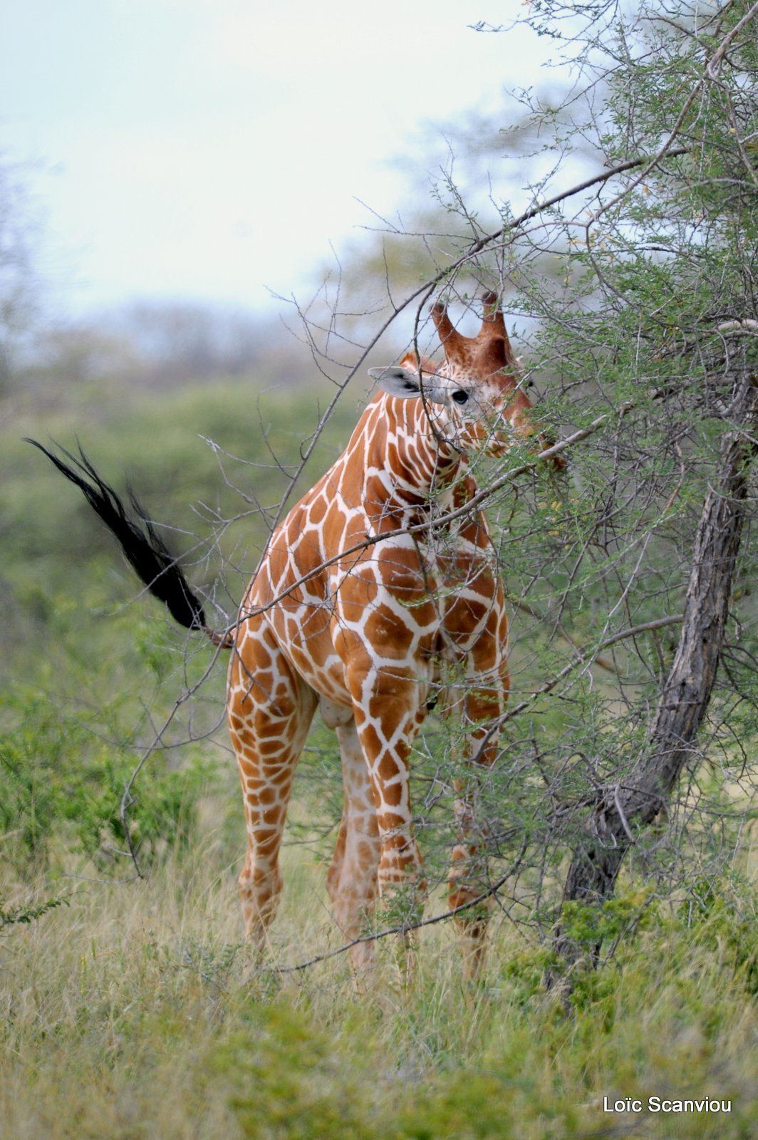 Girafe/Giraffe (10)