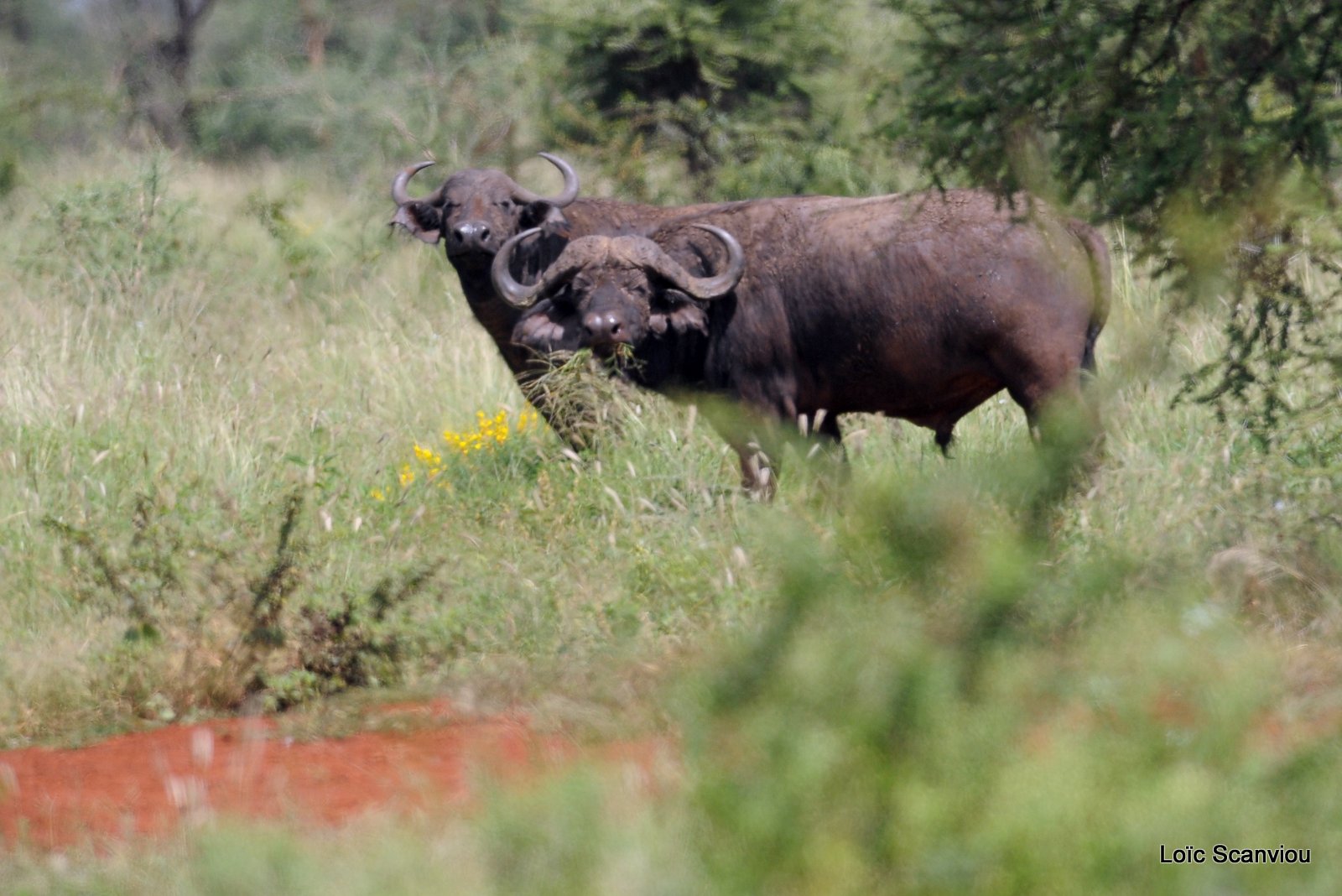 Buffle du Cap/Cape Buffalo (3)