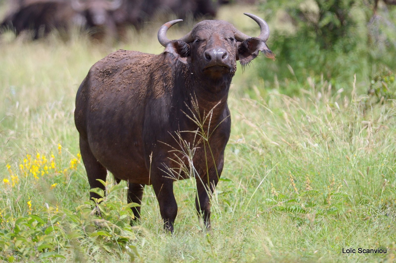 Buffle du Cap/Cape Buffalo (4)