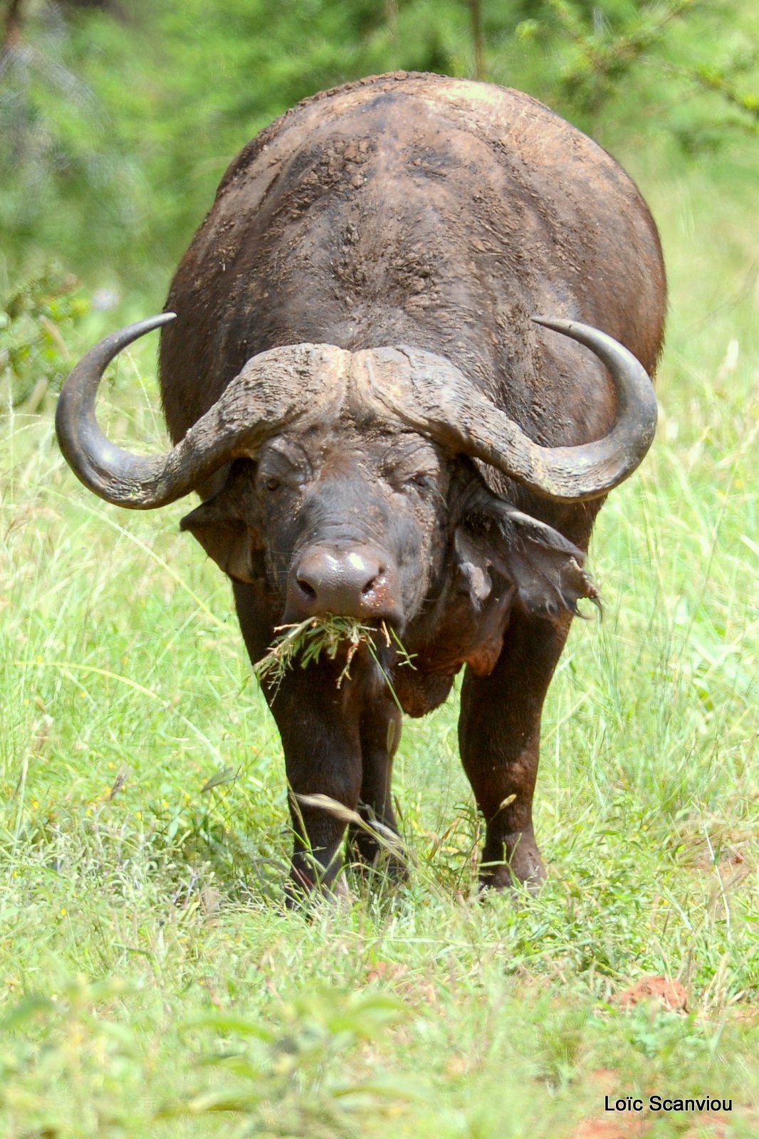 Buffle du Cap/Cape Buffalo (5)