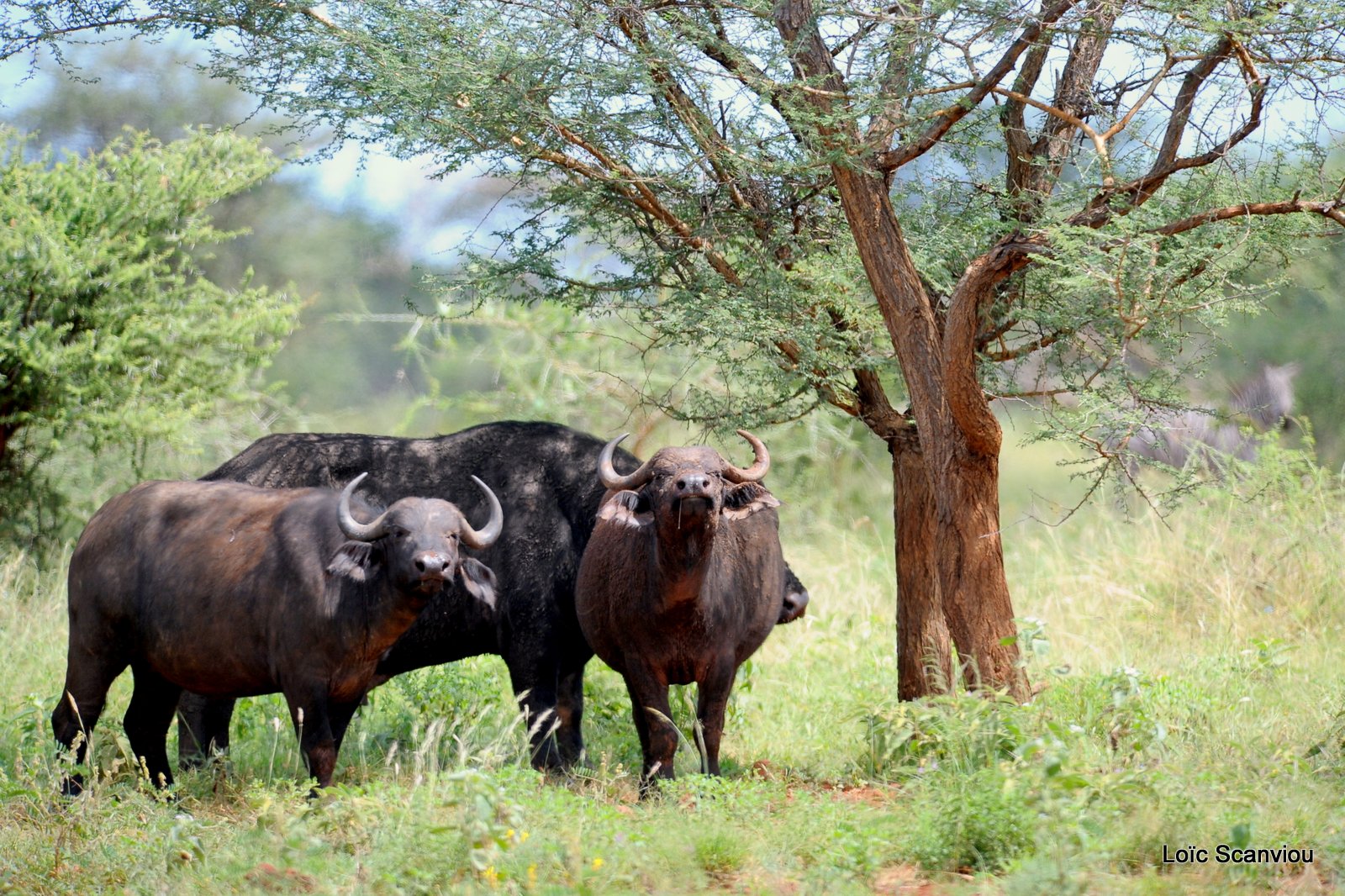 Buffle du Cap/Cape Buffalo (6)