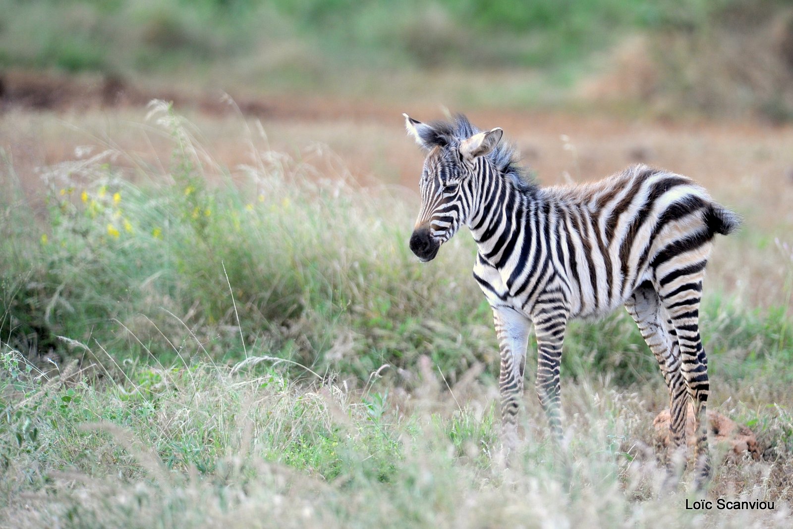 Zèbre/Zebra (6)