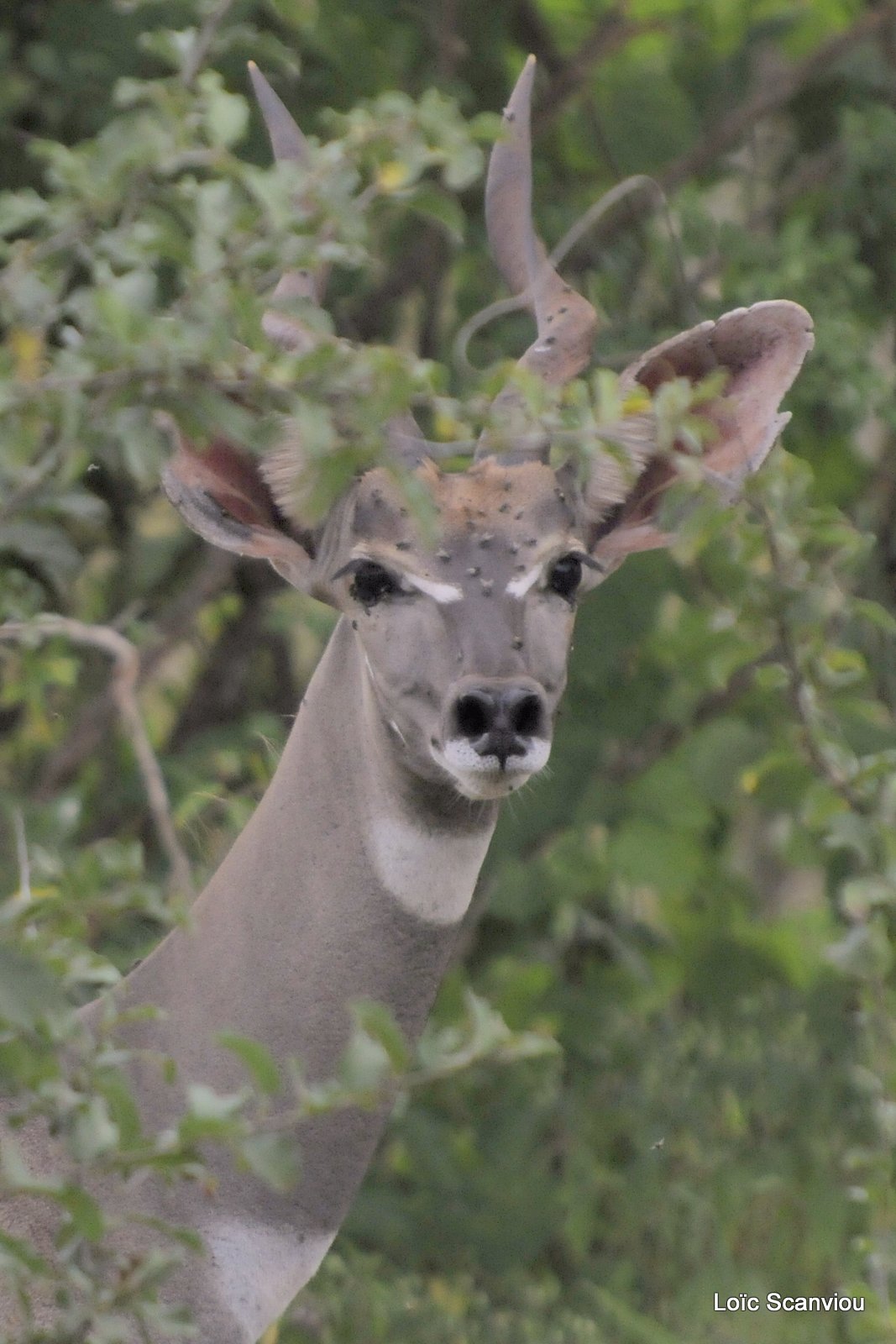 Petit Koudou/Lesser Kudu (1)