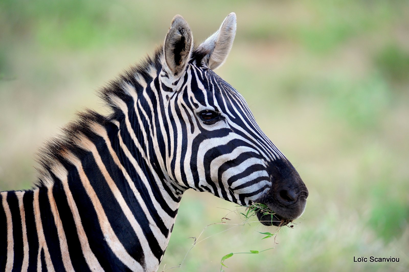 Zèbre/Zebra (7)