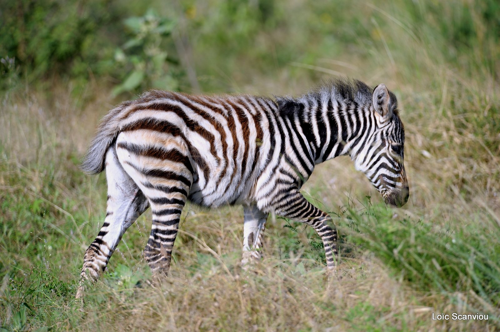 Zèbre/Zebra (8)