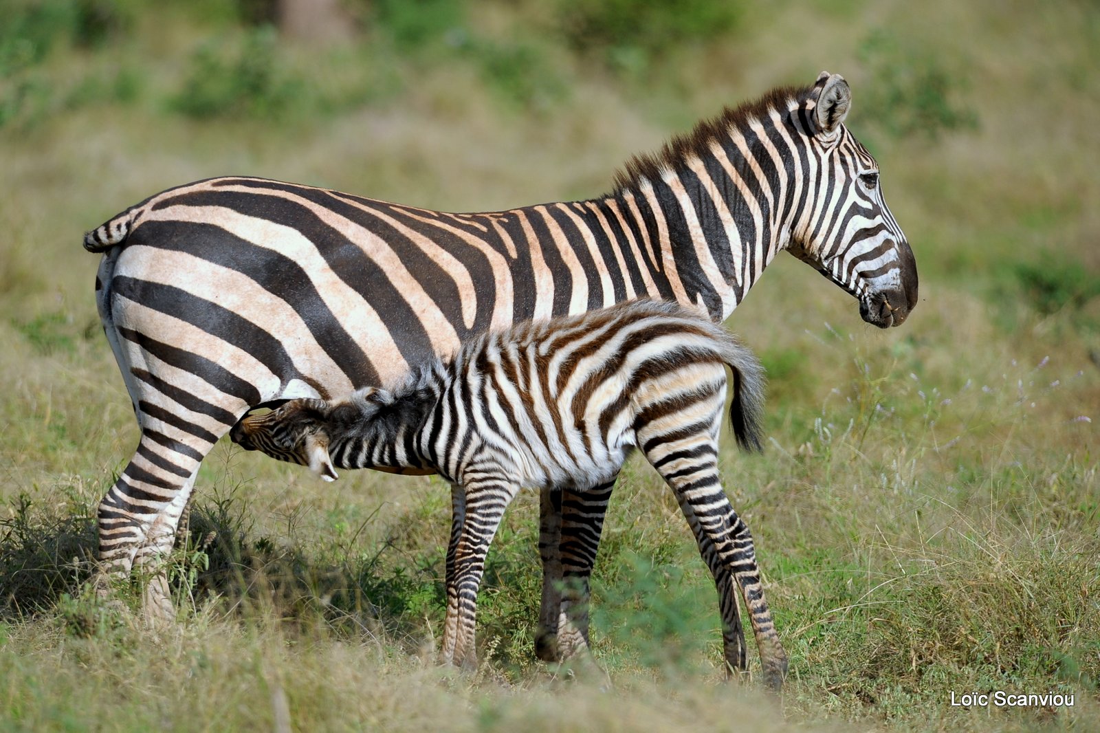 Zèbre/Zebra (9)