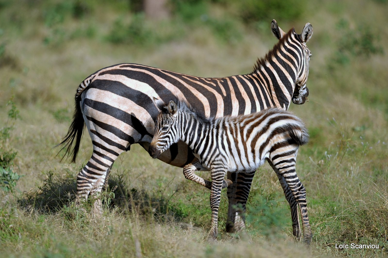 Zèbre/Zebra (10)