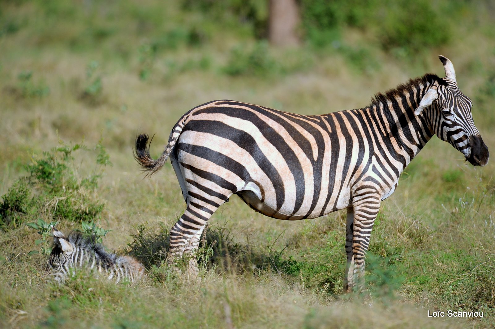 Zèbre/Zebra (11)