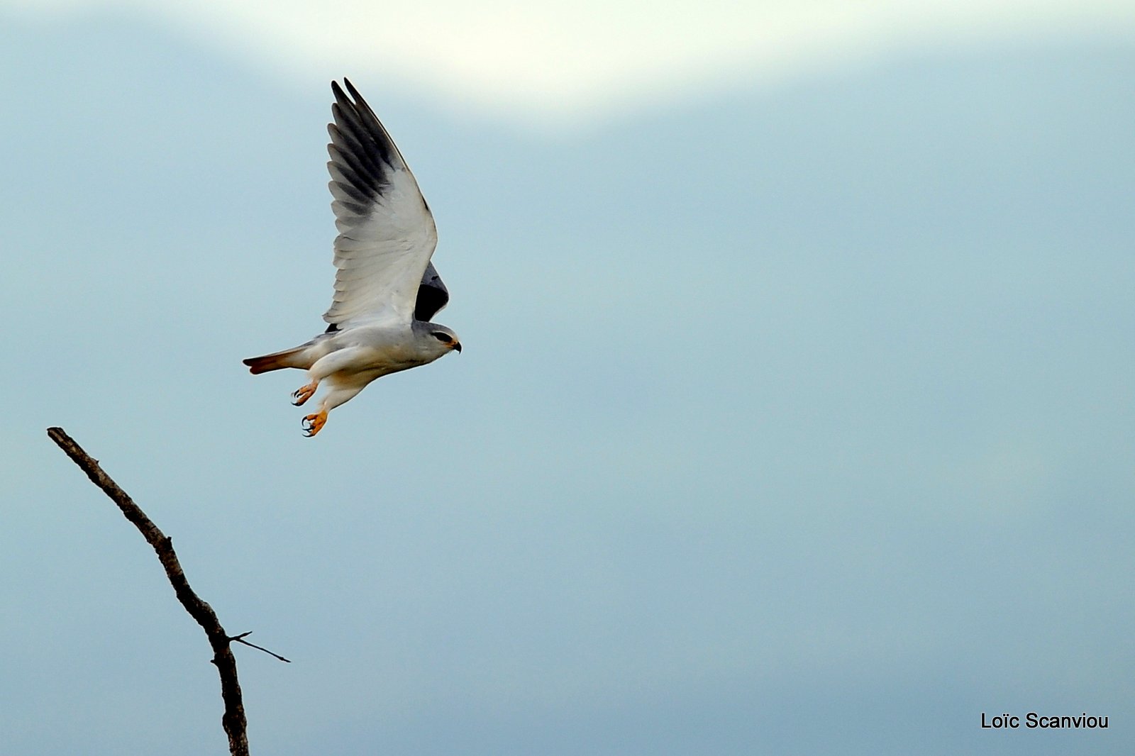 Elanion blanc/Black-shouldered Kite (2)