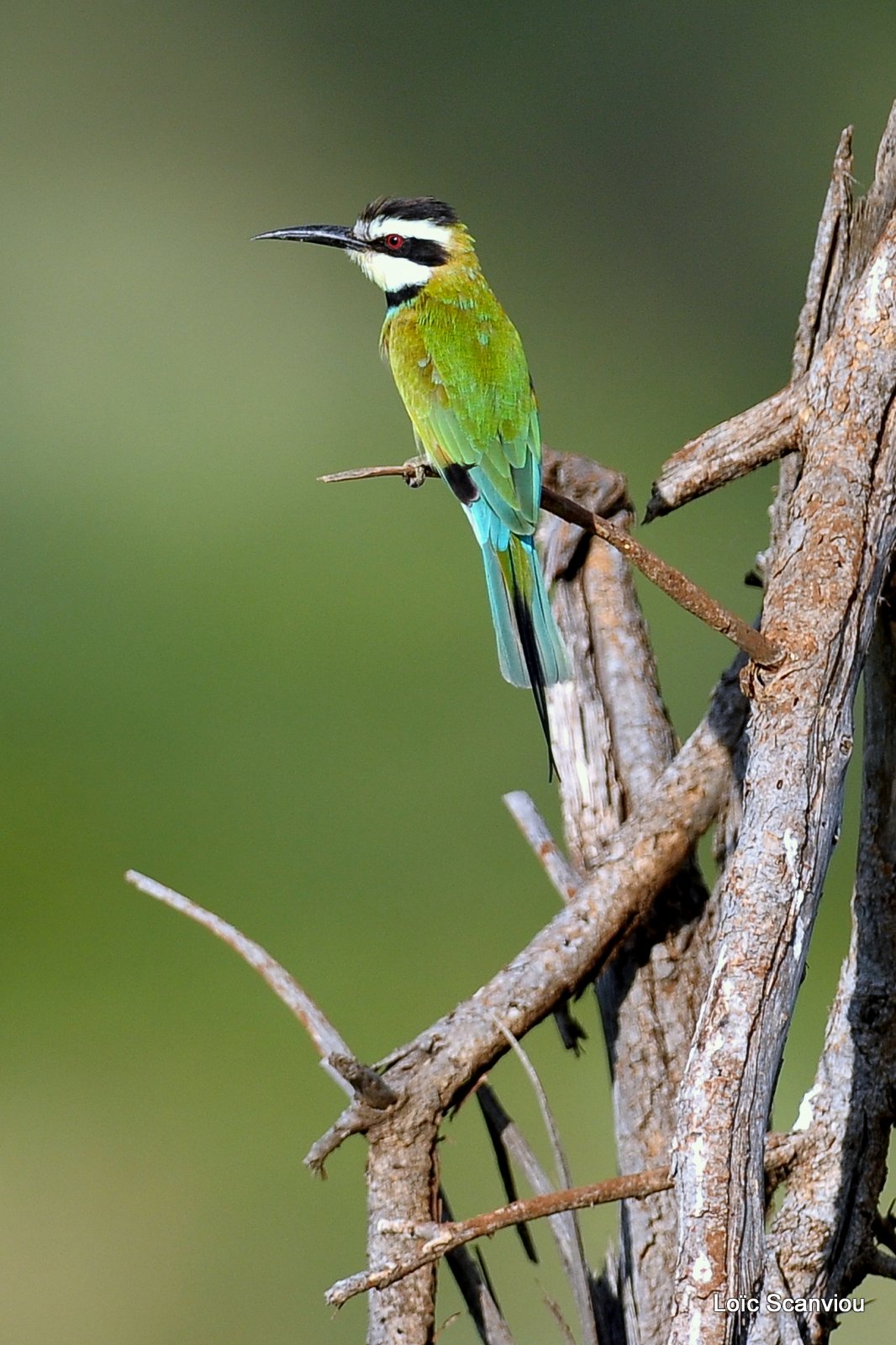 Guêpier à gorge blanche/White-throated Bee-eater (3)