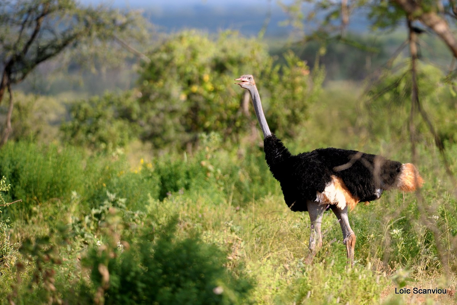 Autruche/Ostrich (3)