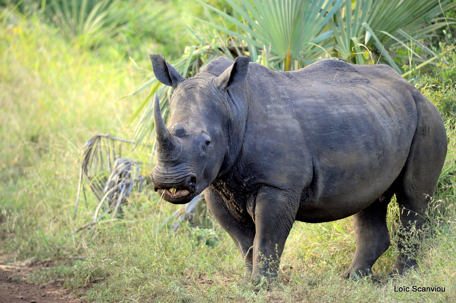 Rhinocéros blanc/White Rhinoceros (5)