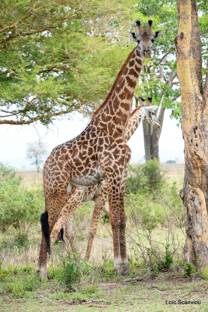 Girafe/Giraffe (1)