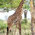 Girafe/Giraffe (1)